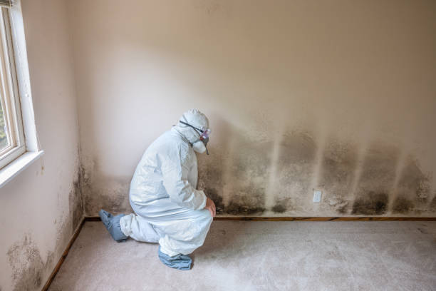 Trusted Grapevine, TX Mold Inspection, Removal & Remediation Experts